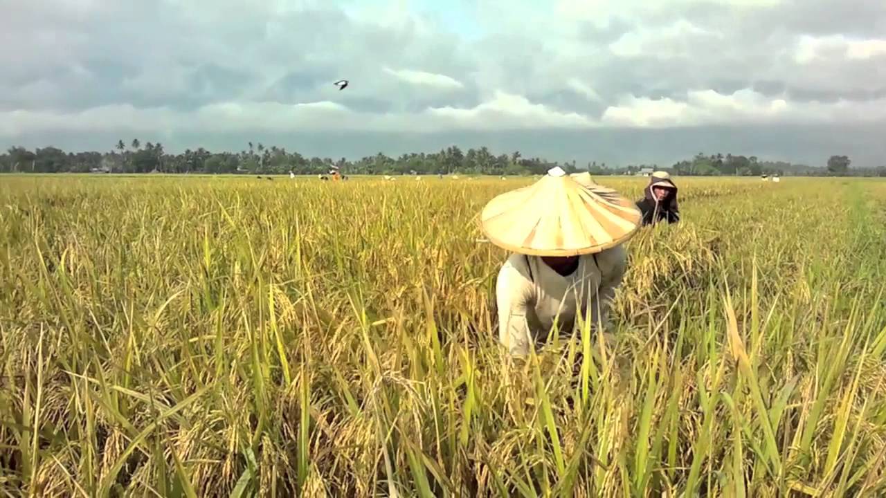 How long does rice take to grow?