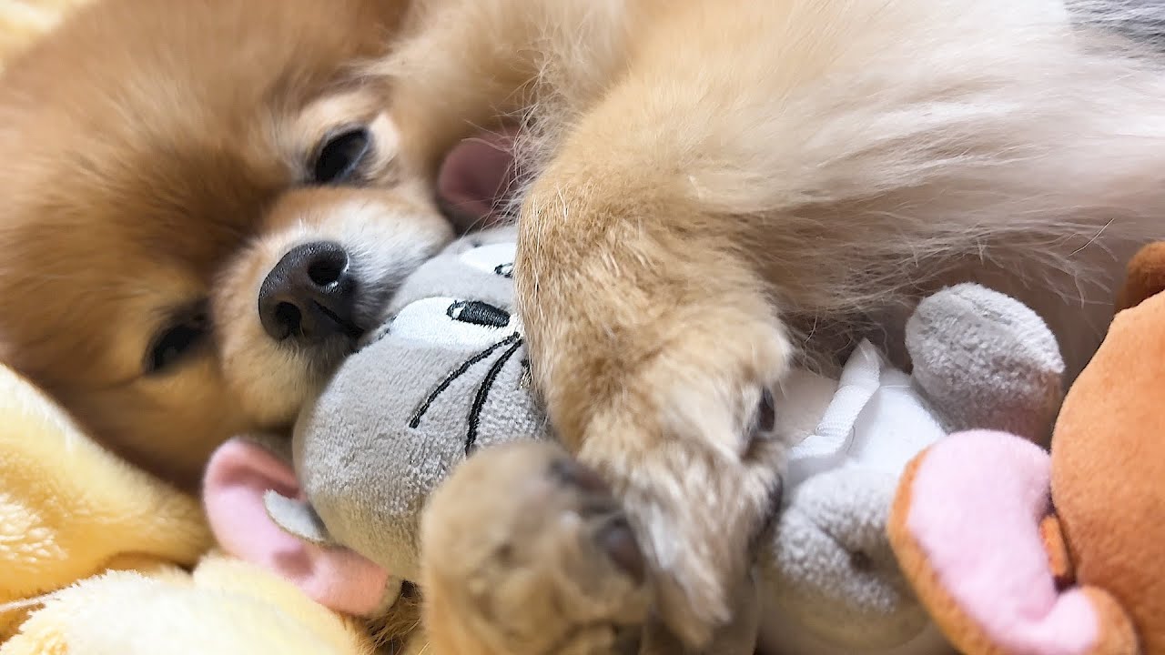 ５歳になったのに赤ちゃんみたいなポメラニアン！