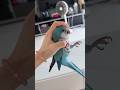 Hilarious Parrot Moments 🦜