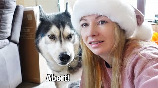 Asking My Husky If I Can Use His FLUFF! He Says No! by Jodie Boo 38,034 views 4 months ago 13 minutes, 51 seconds