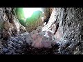 Cute Kestrel Chicks Doted Over by Caring Kestrel Mum | Fotherdale Kestrel Nest Cam