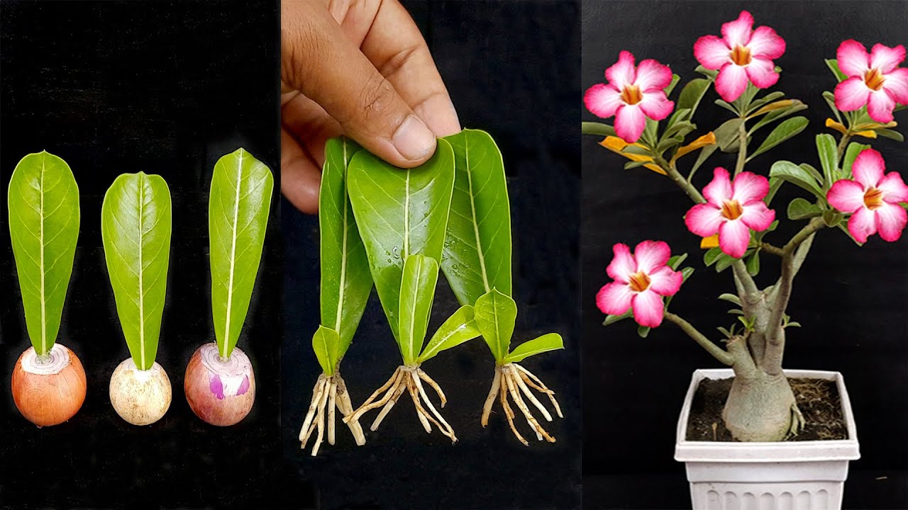 How to Propagate Adenium leaves/Grow Adenium Leaves/Adenium Leaves