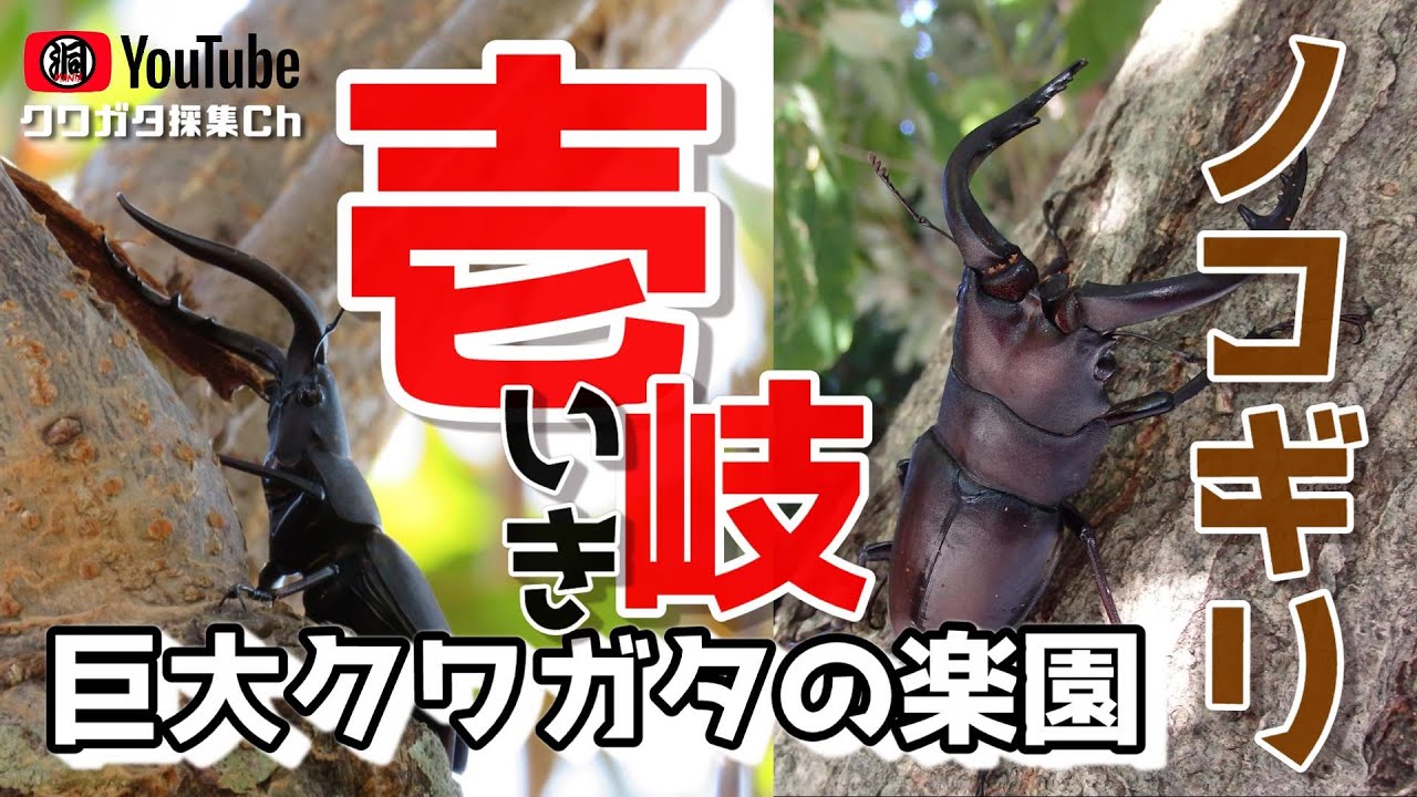 国内最大クラスのクワガタを採ろう！70UPのモンスターサイズを壱岐島で