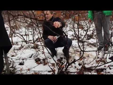 Video: Kaip Genėti Vynmedį