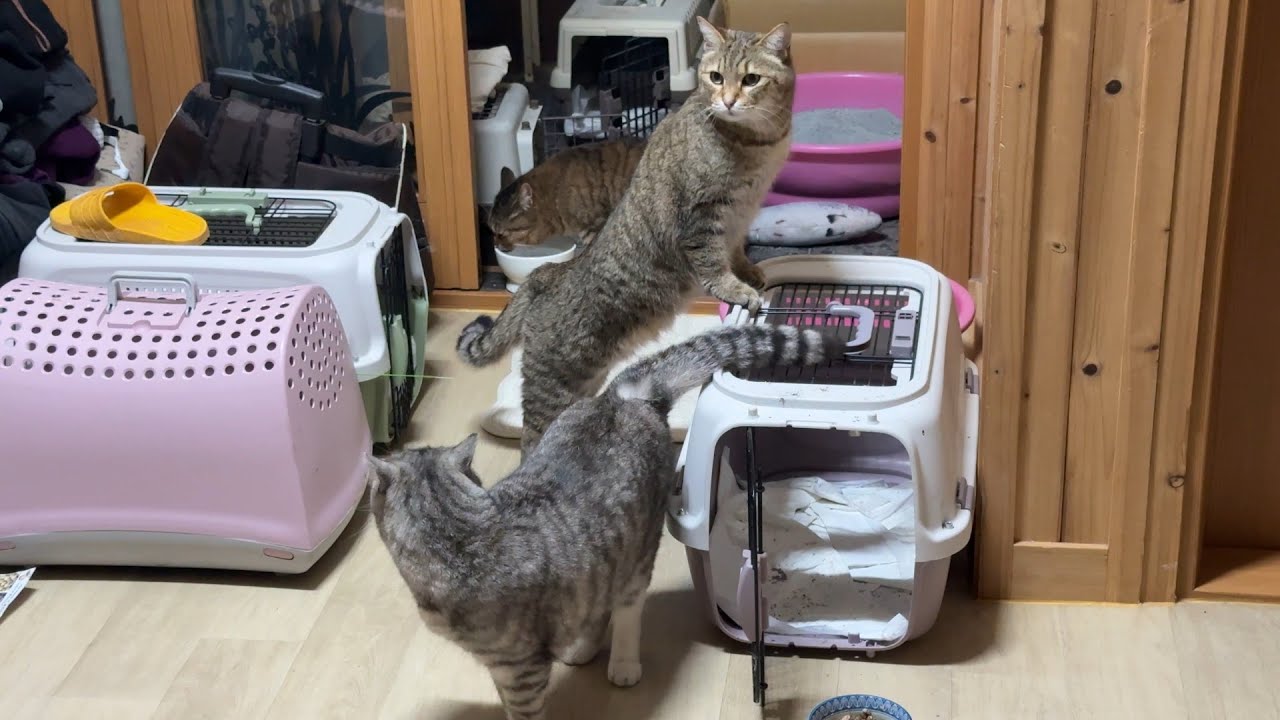 산불 재난에 대비하며 산골짜기 고양이들과 며칠을 집에서 대기했어요.