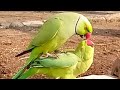 Parrot jora full masti to cross ringneck parrot