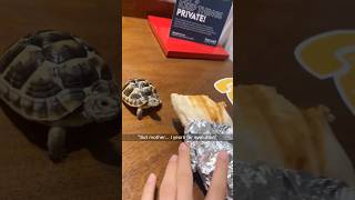 🔥 This turtle is living life on 0.5x speed 😂🐢 #turtle #turtles #animals #animal #tortoise #funny