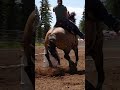 #nsca #omoksee #horse #rodeo #westernmedia #western #westernriding #aqha #youtubeshorts #subscribe