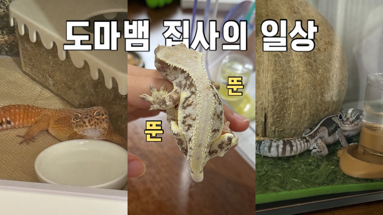 도마뱀 집사의 자연스러운 일상 브이로그 ep.12