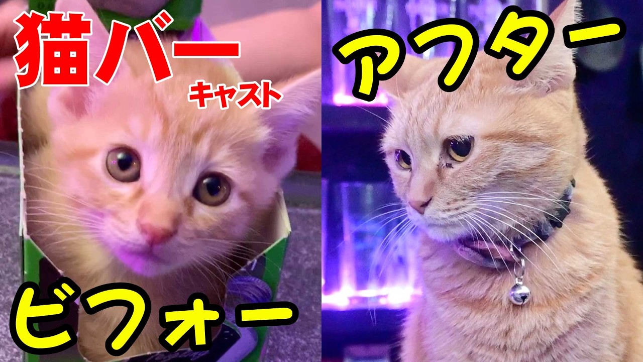 【この子ねこが…】今と子猫時代を比べてみた｜職業かわいい〜GONZOちゃんねる 〜