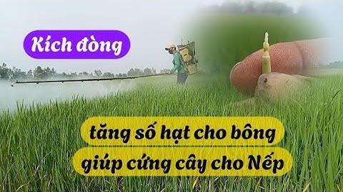 Kích đòng to cho nếp_ giúp cứng cây dày lóng | Nông Dân Miền Tây.