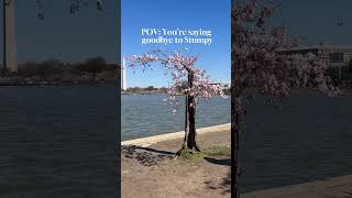 Let’s say goodbye to Stumpy the cherry blossom tree! #cherryblossom #dc