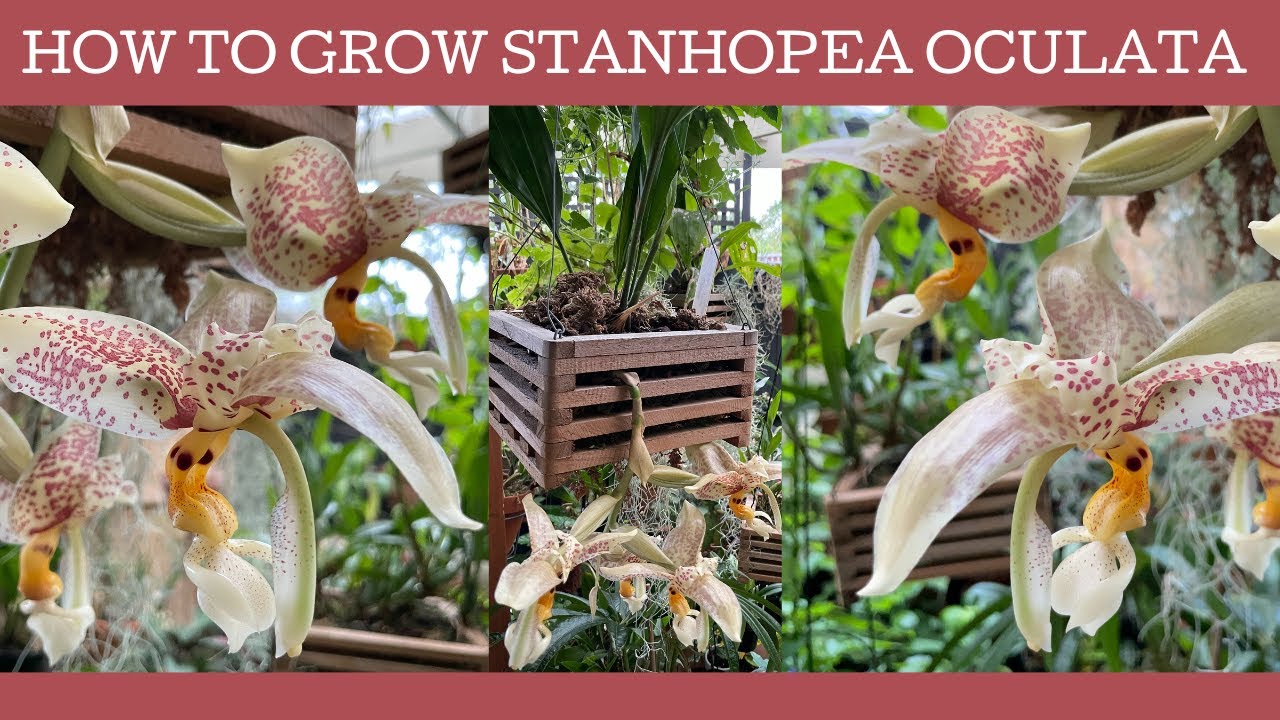 How to grow Stanhopea oculata; a fabulous cool growing orchid!
