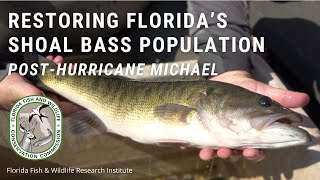 Restoring Florida’s Shoal Bass Population: Post-Hurricane Michael