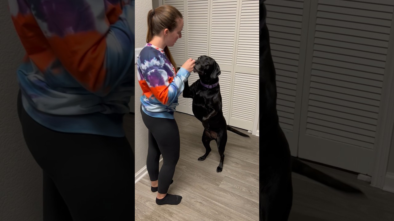 She knows about that cheese tax 🤣😂 shorts cheese tax 