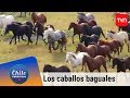 En búsqueda de los caballos baguales | Chile conectado | Buenos días a todos