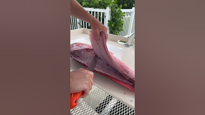 Big red snapper fillet!