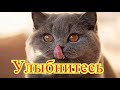 Смешное про животных|Приколы с котами| Видео про котов| Кошки|Позитив|Создай себе хорошее настроение