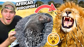 This Animal Can Kill A Lion ! Baby Porcupine !!