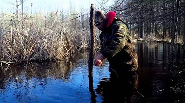 How to make a Castor Pole set with snares "Beaver Trapping"