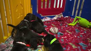 Playful puppies by BassetBottomBassets European Basset Hound Puppies 104 views 8 days ago 1 minute, 55 seconds