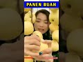 Buah yang manis shorts satisfying oldysatisfying shortshortsfeed youtubeshorts