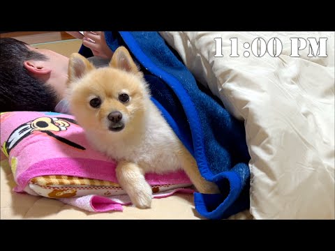 6年間一緒の布団で寝てきた愛犬がこうなりました…