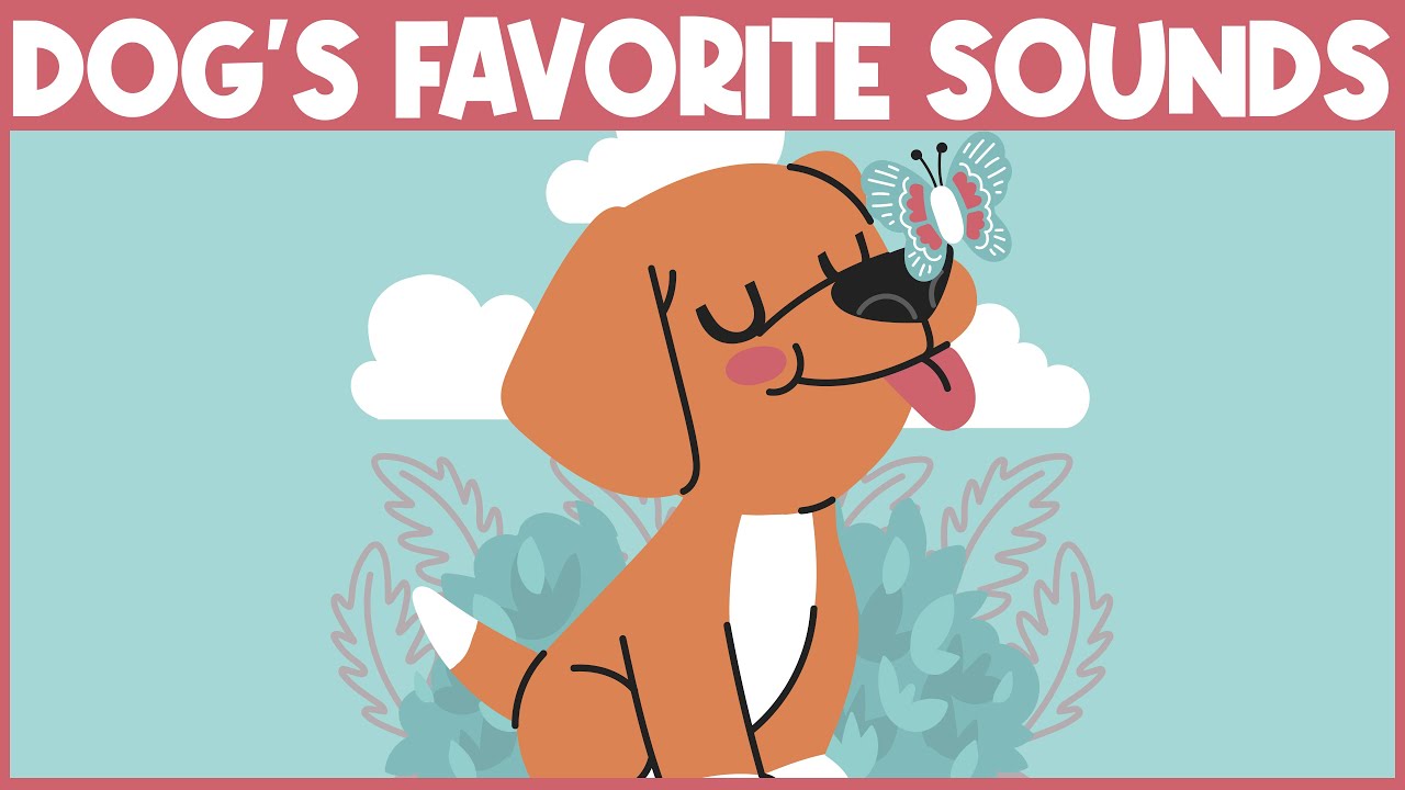 How to Learn Your Dog’s Favorite Sounds YouTube