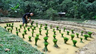 Cultivate the land and grow wet rice on the farm, Duong daily life