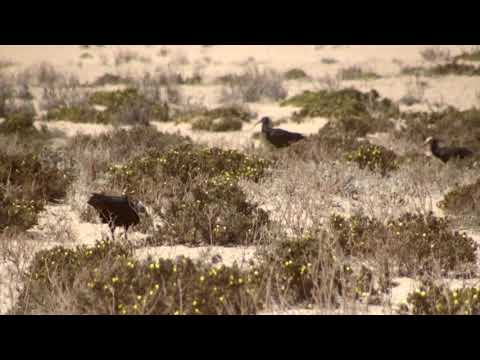 Video: Účinky Biologických Záznamníkov Na Správanie A Metabolity Kortikosterónu V Severných Bald Ibisoch (Geronticus Eremita) V Teréne A V Zajatí