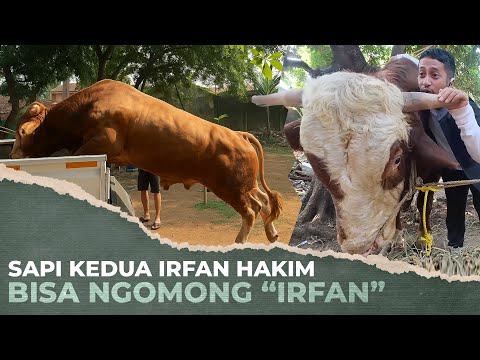 AJAIB..! SAPI KURBAN KEDUA IRFAN HAKIM BISA NGOMONG ! 😱
