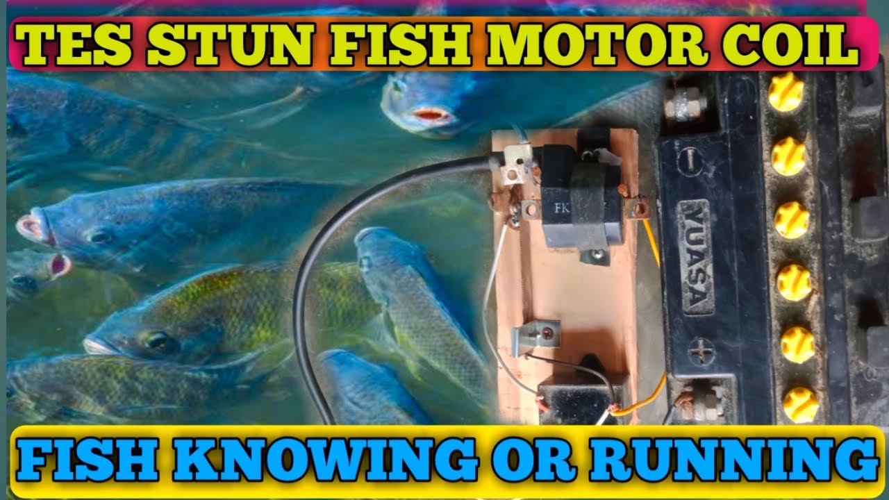TES SETRUM IKAN DARI KOIL MOTOR