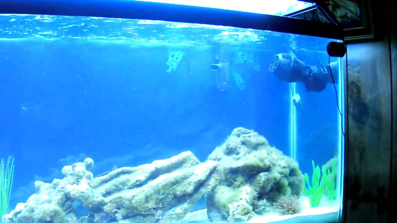 Day 2 Fluval 305 with submariner uv sterilizer YouTube