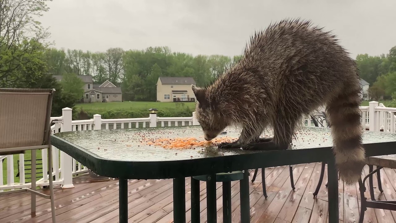 "Livey" The  Racoon eating pizza crust off our deck table
