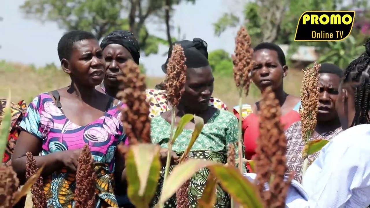 Michapo ya Mkulima wa mtama na mafanikio baada ya kutumia mbegu zinazohimili mabadiliko ya tabianchi