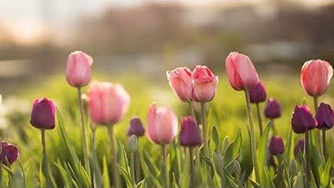 tugas pemrograman dasar: SABRINA WULANDARI X TKJ C