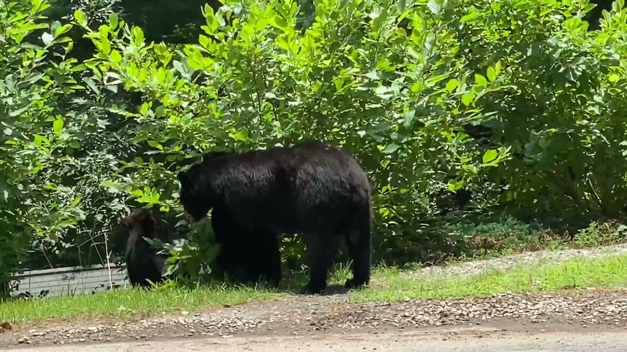 Two Bear Cubs with Momma Bear - YouTube
