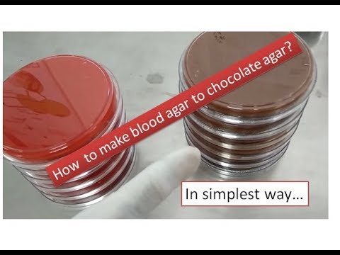Chocolate agar preparation  |simplest way | Microbiology