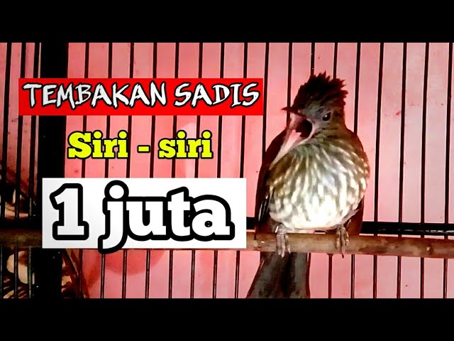 siri siri kecil tembakan sadis class=