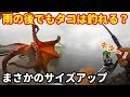 東京湾奥タコ釣り 雨の後でもタコは釣れる?まさかのサイズアップ 動画後半に重要なお知らせ