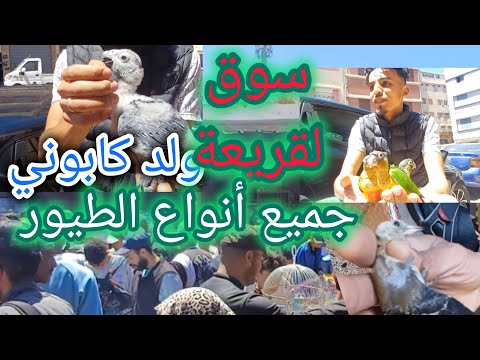 جديد سوق لقريعة ضهور كل فراخ الطيور المغردة و الببغاوات ولدكابوني أليكساندر لقورع موجودين 5 5 2024