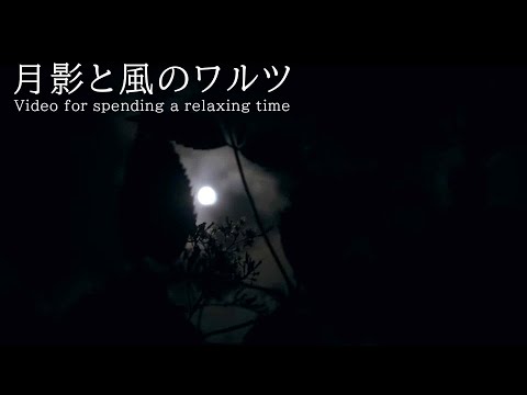 月影と風のワルツ 風の音 | 3時間 wind sound |  ASMR | 睡眠