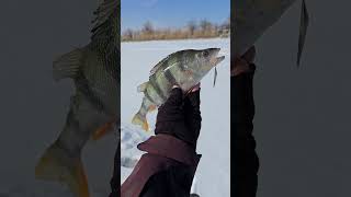 Рабочая блесна Маропедка 👍👍👍