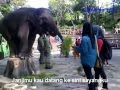 Tangis Kerinduan Djatu Parmawati