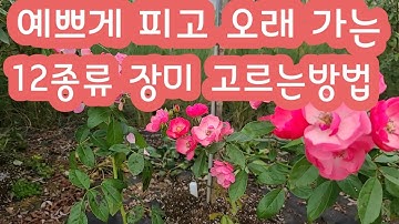 미니장미 집에세 누구나 계속 예쁜꽃 볼수 있는 12종류 장미 고르기 방법 장미키우기