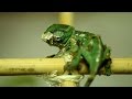 Baby chameleon hatching (part 1) [Inferion7]