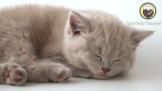 Music to Relax Cats - Calming Sleep Music for Cats (with cat purring sounds) by Cats Only Channel 18,453 views 4 months ago 3 hours, 8 minutes