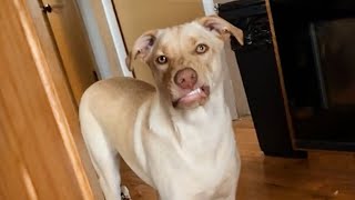 It's TIME for SUPER LAUGH! 😂🐶 Funny Dog Videos by Cute Pets TV 18,180 views 1 month ago 9 minutes, 30 seconds