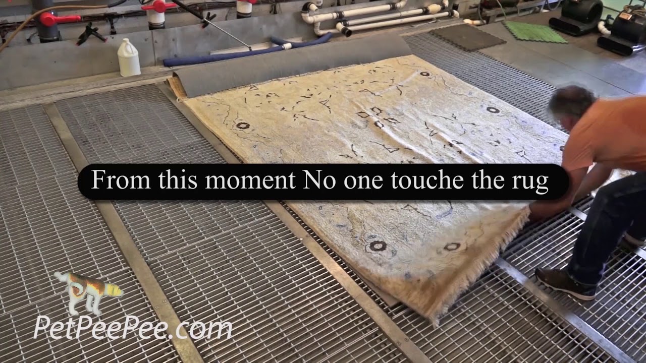 Oriental rug Smart Way to Remove Urine Odor Naturally PetPeePee