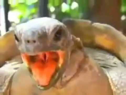 A tartaruga gemendo kk - YouTube